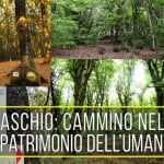 Monte Raschio: Cammino nella Faggeta Patrimonio Dell’Umanità Monte Raschio Cammino nella Faggeta Patrimonio Dell’Umanità a Oriolo Romano (VT) il 11 luglio 2026