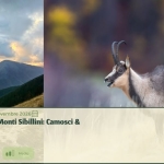 Parco Nazionale dei Monti Sibillini: Camosci & Foliage(Mc) Parco Nazionale dei Monti Sibillini Camosci & Foliage(Mc)
