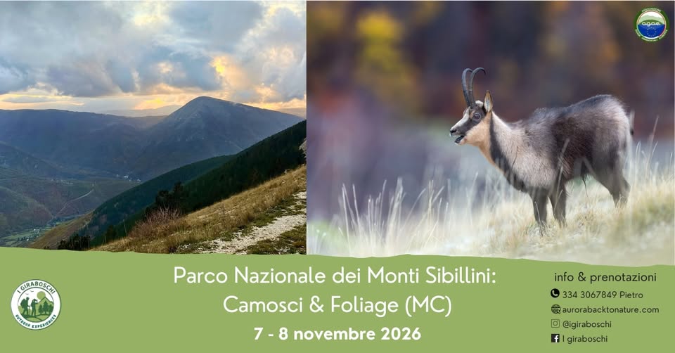 Evento Parco Nazionale dei Monti Sibillini Camosci & Foliage(Mc) Locandina Parco Nazionale dei Monti Sibillini Camosci & Foliage(Mc) - sabato 7 novembre ore 13:00 - 15:00