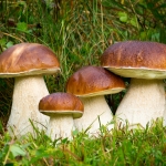 PERAROLO DI CADORE (BL) – Funghi: meraviglie della Natura Potrebbe essere un'immagine raffigurante fungo e vescia