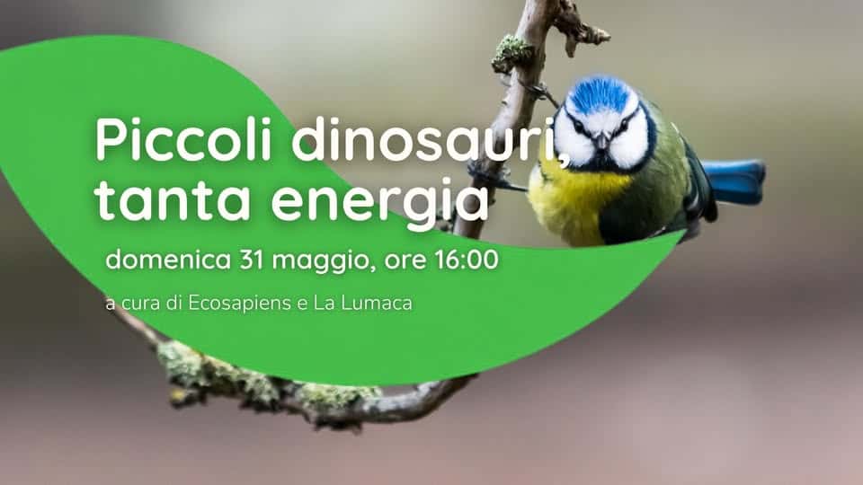 Potrebbe essere un'immagine raffigurante il seguente testo "Piccoli dinosauri, tanta energia domenica 31 maggio, ore ore 16:00 a cura di Ecosapiens e La Lumaca"