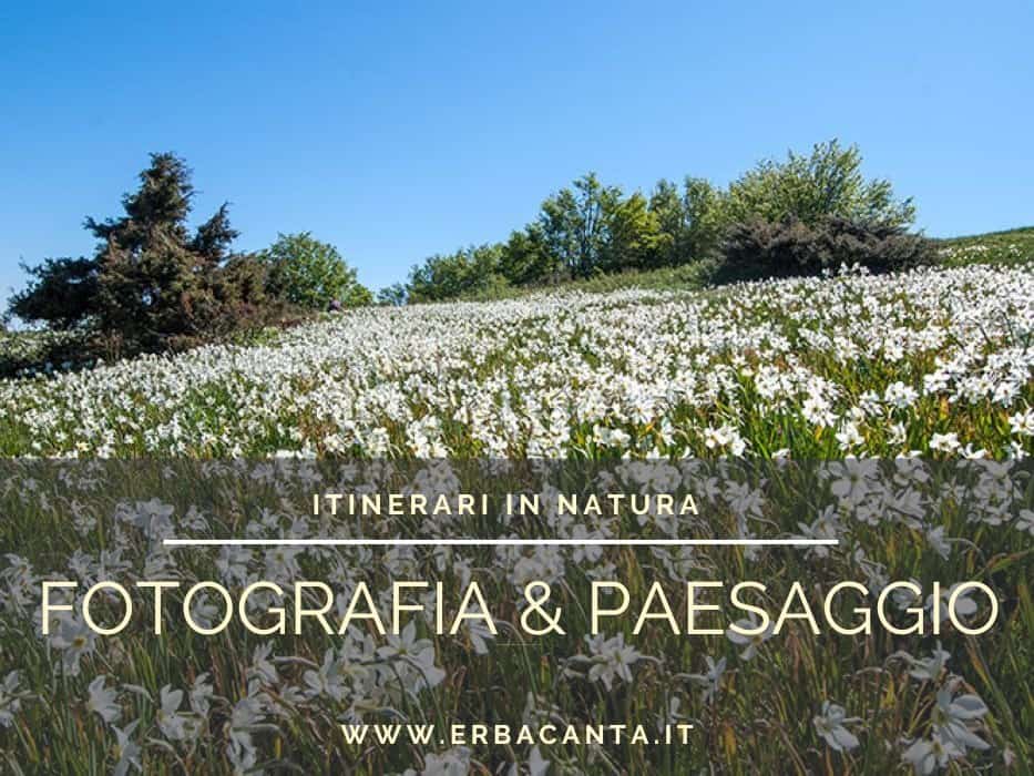 Potrebbe essere un'immagine raffigurante fiore e il seguente testo "ITINERARI IN NATURA FOTOGRAFIA & PAESAGGIO wWw W.ERBACANTA.IT"