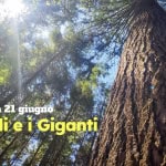 Ràggioli e i Giganti d’Italia Potrebbe essere un'immagine raffigurante albero e il seguente testo "a NOVITA' domenica 21 giugno Ràggioli ggiolieiGiganti ei e Giganti d'Italia"