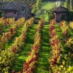 ROMAGNA IN FIORE – Romagna e Sangiovese, passeggiata tra le vigne Nessuna descrizione della foto disponibile.