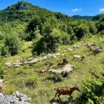 Un giorno da pastore in Abruzzo: a spasso con pecore e capre nel Parco Maiella Nessuna descrizione della foto disponibile.
