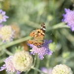 🌿 Vetrine Verdi all’Oasi Oltre i Confini Nessuna descrizione della foto disponibile.