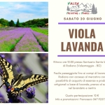 Viola lavanda Viola lavanda a Prunarolo (BO) il 20 giugno 2026