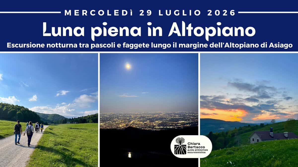 Evento LUNA PIENA IN ALTOPIANO Escursione notturna tra alpeggi e faggete sull’Altopiano di Asiago Locandina LUNA PIENA IN ALTOPIANO Escursione notturna tra alpeggi e faggete sull’Altopiano di Asiago - mercoledì 29 luglio ore 18:00 - 23:00