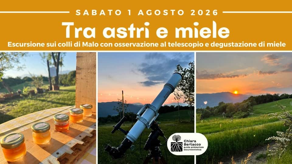 Evento TRA ASTRI E MIELE Escursione sui colli di Malo, osservazione al telescopio e degustazione miele Locandina TRA ASTRI E MIELE Escursione sui colli di Malo, osservazione al telescopio e degustazione miele - sabato 1 agosto ore 17:30 - 23:30
