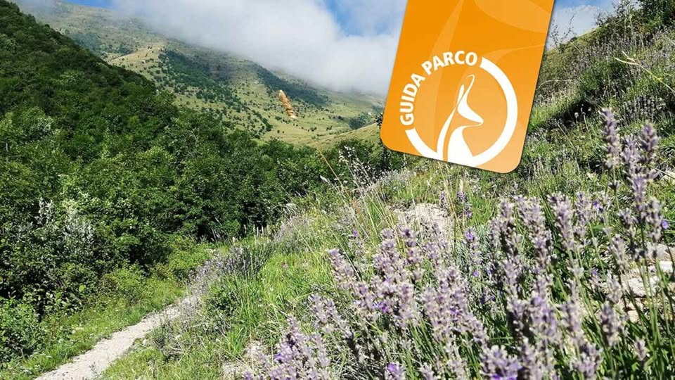 Evento I sabati a passo lento – Escursione al Bosco Bandito Locandina I sabati a passo lento – Escursione al Bosco Bandito - sabato 8 agosto ore 09:30 - 11:30
