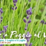 Estate A Poggio Al Vento Estate A Poggio Al Vento