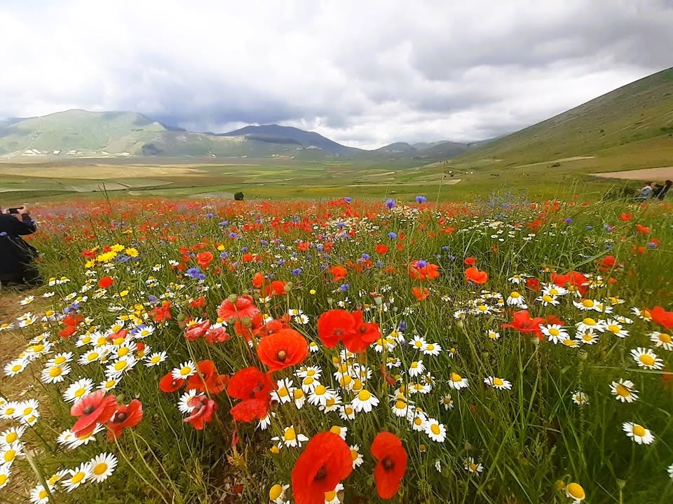 Evento Fioritura di Castelluccio in bike – e – bike Locandina Fioritura di Castelluccio in bike – e – bike - da sabato 20 giugno - mercoledì 15 luglio 2026 ore 15:30 ore 18:30