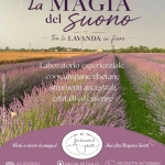 La Magia Del Suono Tra La Lavanda In Fiore La Magia Del Suono Tra La Lavanda In Fiore