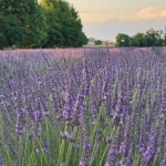Mercatino in Lavanda – 6º ed. Mercatino in Lavanda - 6º ed.