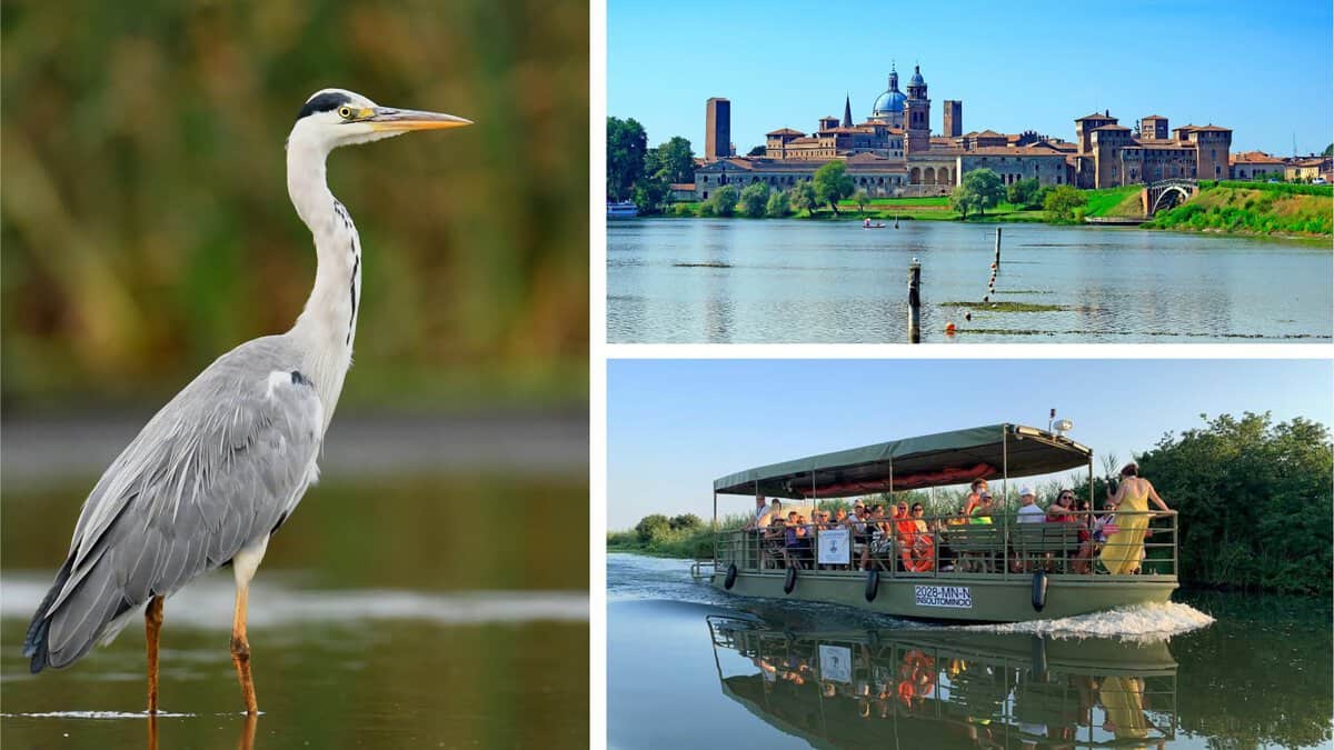 Evento Mantova Navigazione Alla Scoperta Della Natura Della Riserva Delle Valli Del Mincio Locandina Mantova Navigazione Alla Scoperta Della Natura Della Riserva Delle Valli Del Mincio - da sabato 20 giugno - domenica 21 giugno 2026 ore 15:00 ore 16:30