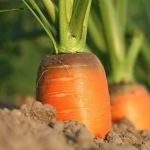 ORARIO ESTIVO! I & Le Custodi del Cibo Mostra – Mercato dei Produttorə Indipendenti ORARIO ESTIVO! I & Le Custodi del Cibo Mostra - Mercato dei Produttorə Indipendenti