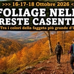 Foliage nelle Foreste Casentinesi Foliage nelle Foreste Casentinesi