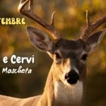 Immagine evento Bramiti e Cervi a Badia di Moscheta a Firenzuola (FI) Bramiti e Cervi a Badia di Moscheta a Firenzuola (FI) il 27 settembre 2026