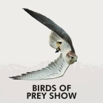 Dimostrazione dei rapaci a Plan de Corones – Greifvogelschau am Kronplatz – Birds of prey show Dimostrazione dei rapaci a Plan de Corones – Greifvogelschau am Kronplatz – Birds of prey show a Brunico (BZ) il 5 giugno giugno - 4 settembre 2026