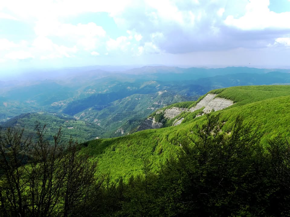 Evento Le fioriture estive sul Monte Falco Locandina Le fioriture estive sul Monte Falco - sabato 11 luglio ore 09:30 - 11:30