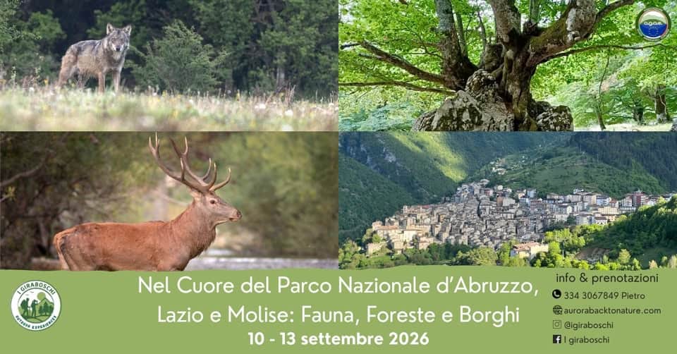 Evento Nel cuore del Parco Nazionale d’Abruzzo, Lazio e Molise Fauna, Foreste e Borghi Locandina Nel cuore del Parco Nazionale d’Abruzzo, Lazio e Molise Fauna, Foreste e Borghi - da giovedì 10 settembre - domenica 13 settembre 2026 ore 15:00