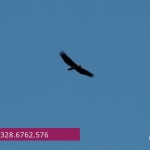 Immagine evento Birdwatching a Valle Scappuccia a Jesi (AN) Birdwatching a Valle Scappuccia a Jesi (AN) il 20 agosto 2026