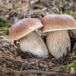 Immagine evento CASTAGNO D’ANDREA (FI) – Funghi Meraviglie della Natura a San Godenzo (FI) CASTAGNO D'ANDREA (FI) - Funghi Meraviglie della Natura a San Godenzo (FI) il 16 luglio 2026