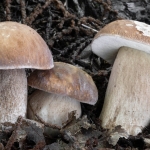 Immagine evento CERIGNALE (PC) – Funghi Meraviglie della Natura a Coli (PC) CERIGNALE (PC) - Funghi Meraviglie della Natura a Coli (PC) il 11 luglio 2026