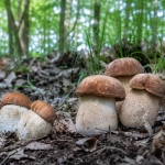 Immagine evento COLI (PC) – Funghi meraviglie della Natura a Coli (PC) COLI (PC) - Funghi meraviglie della Natura a Coli (PC) il 10 luglio 2026
