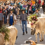 Immagine evento Desmontegada de le Vache & Festival del Gusto a Predazzo (TN) Desmontegada de le Vache & Festival del Gusto a Predazzo (TN) il 3 ottobre - 4 ottobre 2026