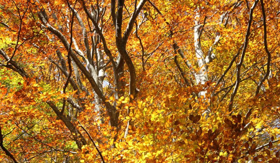 Evento Foliage nella Foresta la fioritura autunnale della faggeta Locandina Foliage nella Foresta la fioritura autunnale della faggeta - domenica 11 ottobre ore 09:30 - 11:30