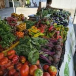 Immagine evento I & Le Custodi del Cibo Mostra – Mercato dei Produttorə Indipendenti a Rimini (RN) I & Le Custodi del Cibo Mostra - Mercato dei Produttorə Indipendenti a Rimini (RN) il 22 luglio 2026