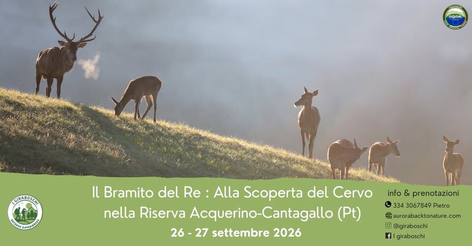 Evento Il Bramito del re Alla scoperta del cervo nella Riserva Acquerino – Cantagallo (Pt) Locandina Il Bramito del re Alla scoperta del cervo nella Riserva Acquerino – Cantagallo (Pt) - da sabato 26 settembre - domenica 27 settembre 2026 ore 16:00 ore 17:00