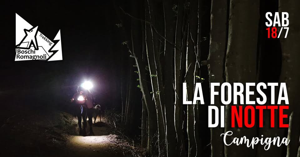 Evento La foresta di notte (Campigna) Locandina La foresta di notte (Campigna) - sabato 18 luglio ore 21:00 - 23:00