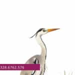 Immagine evento La Gola del Furlo dal birdwatching al disegno naturalistico a Fermignano (PU) La Gola del Furlo dal birdwatching al disegno naturalistico a Fermignano (PU) il 29 agosto 2026