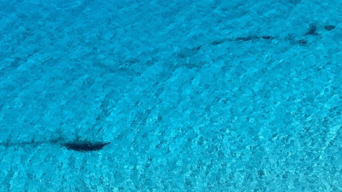 Evento Lampedusa e Linosa Locandina Lampedusa e Linosa - da giovedì 24 settembre - martedì 29 settembre 2026 ore 17:00 ore 19:00