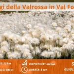 Immagine evento Paesaggi d’alta quota della Valrossa in Val Formazza a Formazza (VB) Paesaggi d'alta quota della Valrossa in Val Formazza a Formazza (VB) il 1 agosto 2026