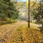 Immagine evento Passo Passo Giriamo L’etna Autunnale a Ragala (CT) Passo Passo Giriamo L'etna Autunnale a Ragala (CT) il 23 ottobre 2026