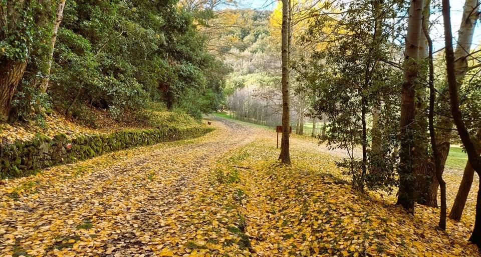 Evento Passo Passo Giriamo L’etna Autunnale Locandina Passo Passo Giriamo L’etna Autunnale - venerdì 23 ottobre ore 08:00 - 10:00