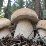 Immagine evento PINZOLO (TN) – Funghi meraviglie della Natura a Pinzolo (TN) PINZOLO (TN) - Funghi meraviglie della Natura a Pinzolo (TN) il 20 luglio 2026