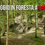 Immagine evento Pomeriggio in foresta a Campigna a Santa Sofia (FC) Pomeriggio in foresta a Campigna a Santa Sofia (FC) il 18 luglio 2026