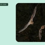 Immagine evento Safari Neon – Il trekking notturno tra pipistrelli e rocce che brillano nella Vena del Gesso. a Brisighella (RA) Safari Neon - Il trekking notturno tra pipistrelli e rocce che brillano nella Vena del Gesso. a Brisighella (RA) il 28 agosto 2026
