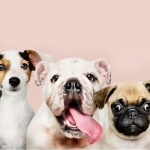 Immagine evento Sfilata Canina a Caorle (VE) Sfilata Canina a Caorle (VE) il 14 agosto 2026