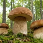 Immagine evento TORRI DI SAMBUCA PISTOIESE – Funghi meraviglie della Natura a Torri (PT) TORRI DI SAMBUCA PISTOIESE - Funghi meraviglie della Natura a Torri (PT) il 17 luglio 2026