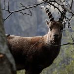 Immagine evento Tu che animale sei? a Entracque (CN) Tu che animale sei? a Entracque (CN) il 22 luglio luglio - 19 agosto 2026