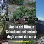 Immagine evento Anello del Rifugio Sebastiani nel periodo degli amori dei cervi a Rocca di Mezzo (AQ) Anello del Rifugio Sebastiani nel periodo degli amori dei cervi a Rocca di Mezzo (AQ) il 27 settembre 2026