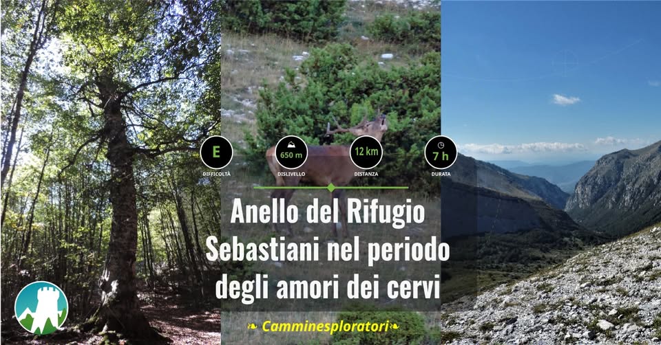 Evento Anello del Rifugio Sebastiani nel periodo degli amori dei cervi Locandina Anello del Rifugio Sebastiani nel periodo degli amori dei cervi - domenica 27 settembre ore 09:30 - 11:30