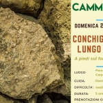 Immagine evento Camminaparchi – Conchiglie fossili lungo i sentieri a Carpaneto Piacentino (PC) No photo description available.