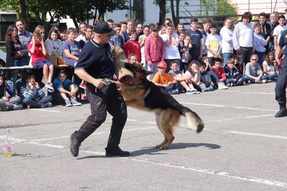 Evento Esibizione Canina Locandina Esibizione Canina - domenica 21 maggio ore 17:00 - 19:00