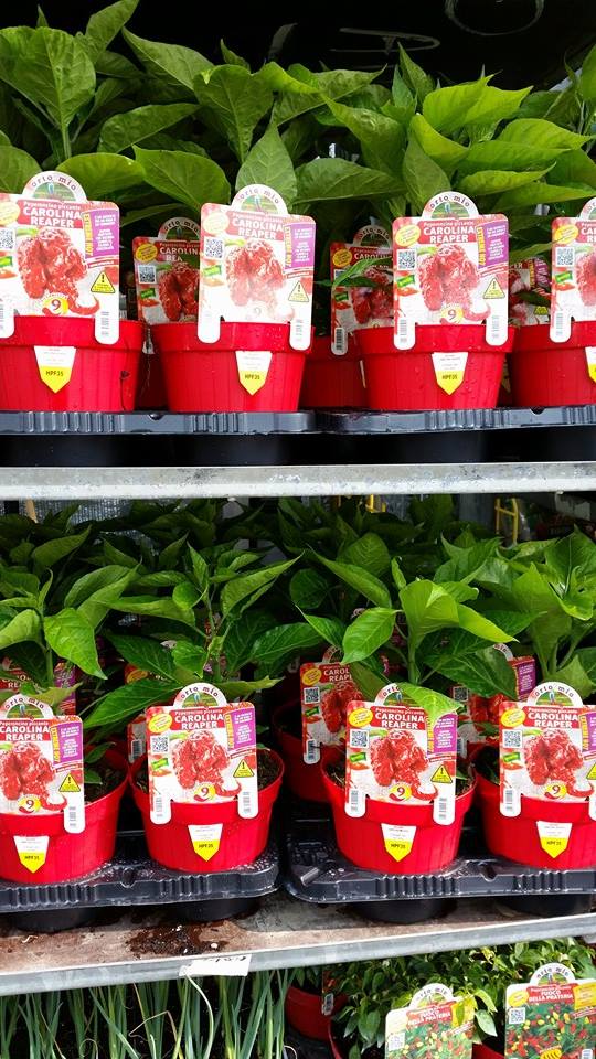 Evento Festa Del Peperoncino Piccante Locandina Festa Del Peperoncino Piccante - da venerdì 15 aprile - domenica 17 aprile 2016 ore 09:00 ore 12:00